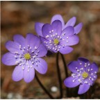un fiore sconosciuto un fiore sconosciuto
