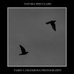 natura speculare natura speculare