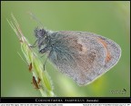 Solo lei... Coenonympha pamphilus ! Solo lei... Coenonympha pamphilus !