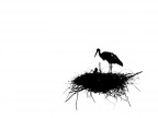 cicogne cicogne