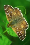 Farfalla