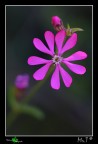 Fiorellino rosa