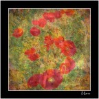 .S. (coloured) .S. (coloured)