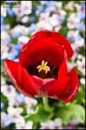 RED TULIP RED TULIP