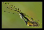 Uno stelo d'erba molto popolato!!! 180mm e luce naturale, treppiedi.
[url=http://www.macrofotografia.net/images/stories/portfolio1200/longicornis1200.jpg]Versione a 1200px[/url]