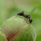 Lasciami leccare