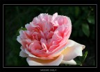 rosa inglese - Evelyn