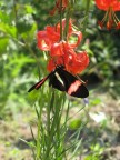 sul rosso sul rosso