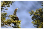 Gallo cedrone (Tetrao urogallus) Gallo cedrone (Tetrao urogallus)