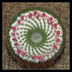 Il cuscino della suocera Il cuscino della suocera