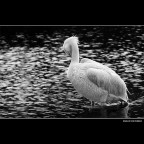 ::: ELEGANCE ::: ::: ELEGANCE :::