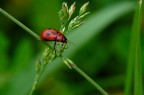 Coccinella semplice Coccinella semplice