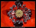 -- OPIUM --