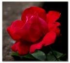 Rosa rossa......... Rosa rossa.........