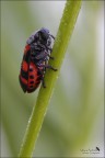Cercopis vulnerata 1 Cercopis vulnerata 1