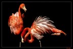 Fenicotteri Fenicotteri