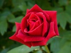 rosa rossa rosa rossa