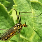 Tipula Tipula