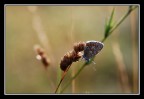 farfalla (2')
