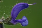 Fiore di salvia Fiore di salvia