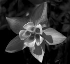 Fiore Blu 8 Fiore Blu 8