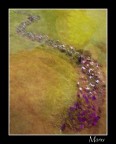 un Monet un Monet