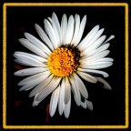 Margherita Margherita