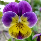 Violetta+aiuto Violetta+aiuto