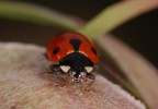 Coccinella Coccinella