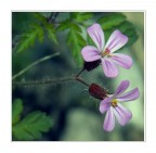 delicatezza delicatezza