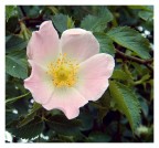 Rosa Canina Rosa Canina
