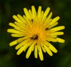 L' INVASIONE DI PRIMAVERA L' INVASIONE DI PRIMAVERA