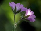 Controluce in viola Controluce in viola