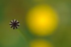 Punto Giallo Punto Giallo
