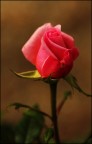 Bellezza classica... Bellezza classica...