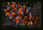 ginestrone