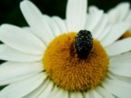 Altra macro con la Minolta Z3 - insetto brutto e fastidioso :(