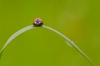 Pentax k100d con Cosina 100 macro, 1/125 sec. f/6,7 a mano libera. Avevo portato il cavalletto poi mi sono accorto che non avevo la piastra per agganciarlo, cos ho collocato la reflex sopra il ginocchio e...trattenuto il respiro. Commenti e critiche gradite!