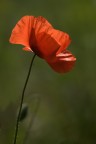 Papavero rosolaccio Papavero rosolaccio