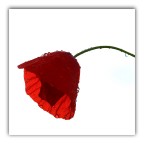 Controluce.... Controluce....