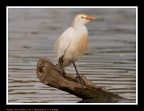 Airone Guardabuoi (Bubulcus ibis) Airone Guardabuoi (Bubulcus ibis)