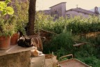 Siesta Siesta