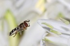Eupeodes luniger 2