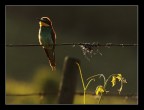 Il gruccione ...delle vigne