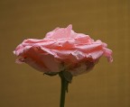Rosa bagnata