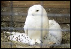 Civetta_delle_nevi Civetta_delle_nevi