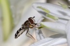 Eupodes luniger 3