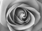 Una rosa in B/W Una rosa in B/W