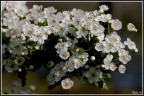 Segni di primavera