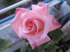 La rosa  sempre la rosa !